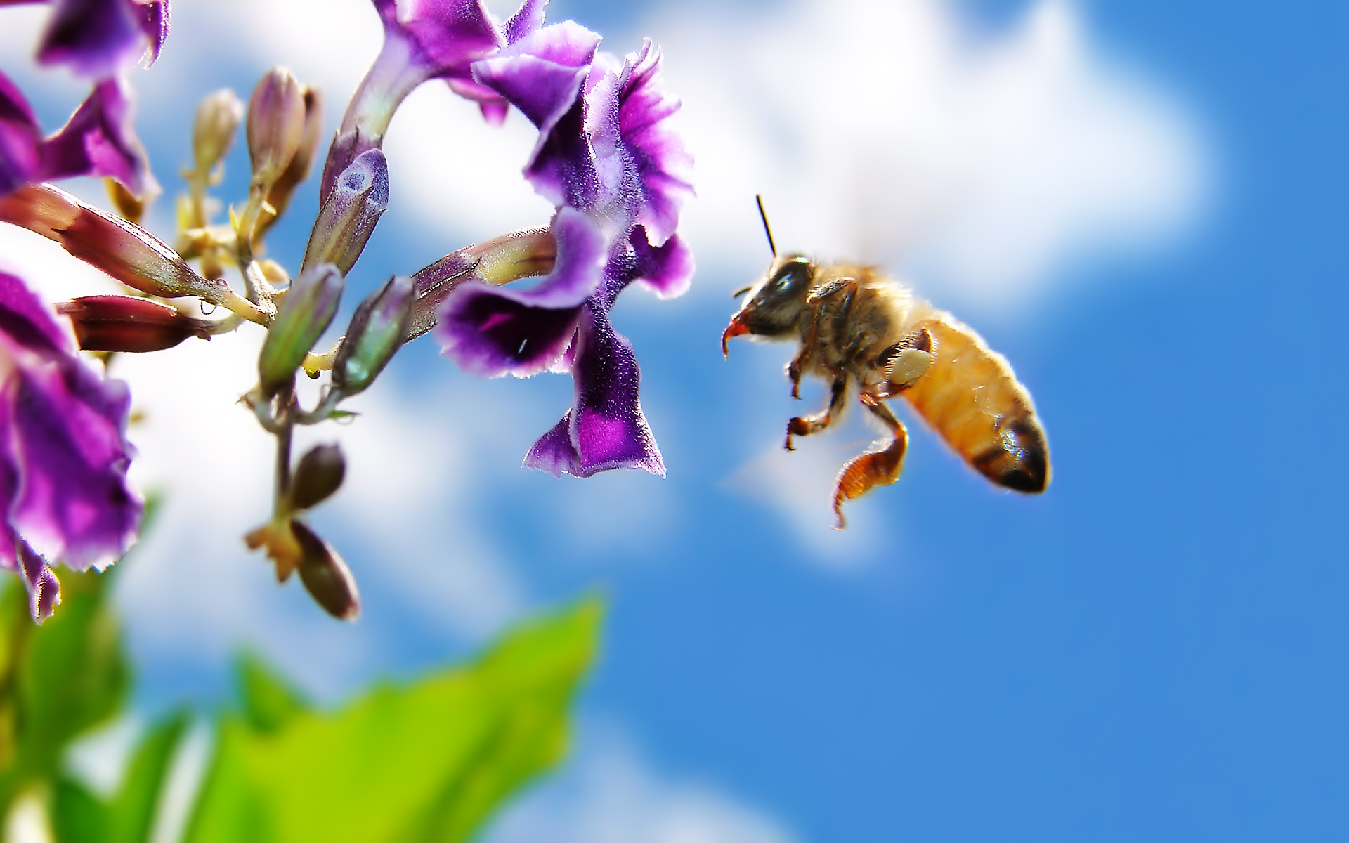 Bee On Flower Widescreen Wallpaper HD