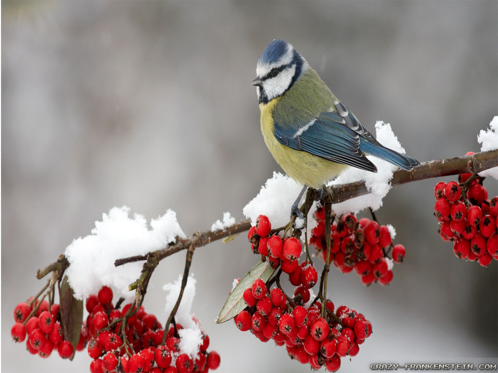 Wallpaper Winterberry Winter Birds