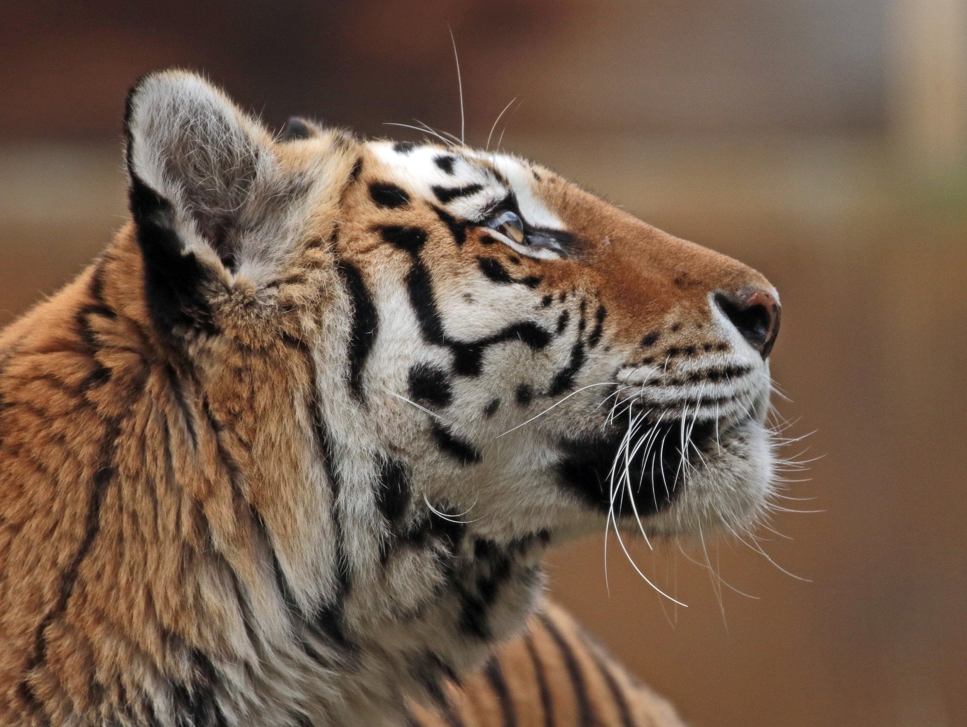 Close-up of a Siberian Tiger's Head