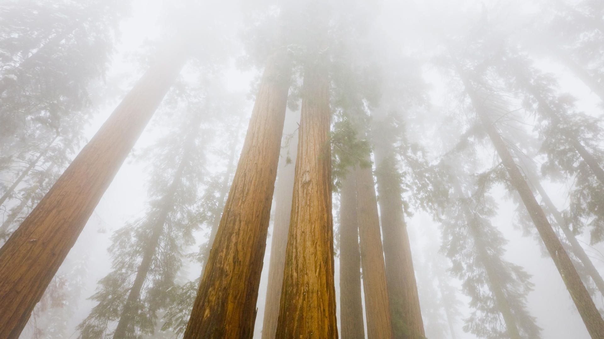 Nature Foggy Sequoias Sequoia National Park California Desktop