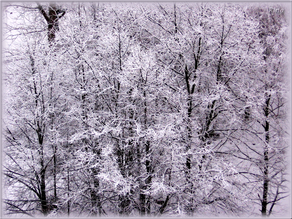 Winter Scene Wallpaper