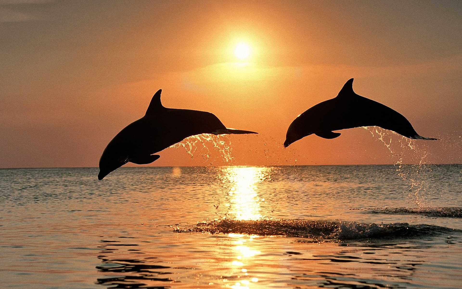 Cute Dolphins Animals Windows 8 Theme All for Windows 10 Free