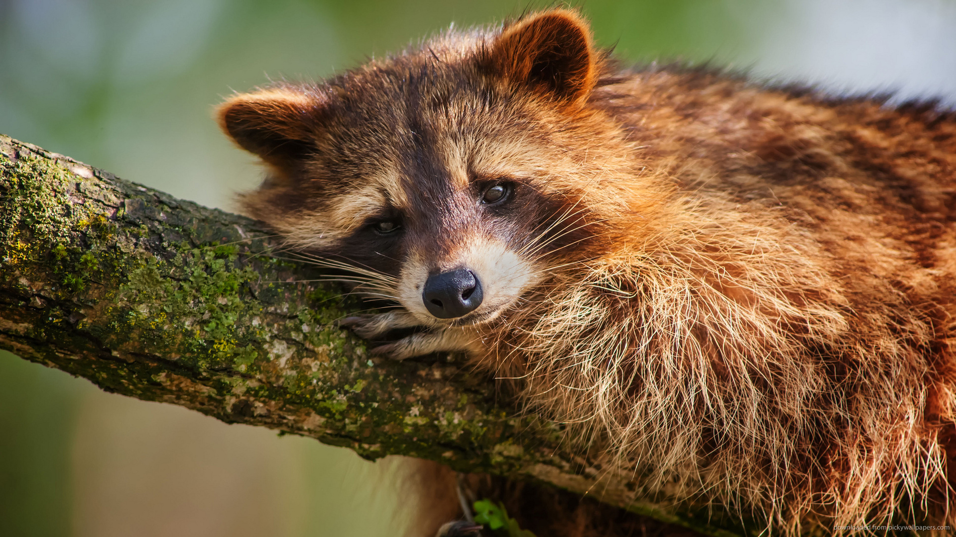 Raccoon Laying Down On A Tree Wallpaper Screensaver For Kindle3 And Dx