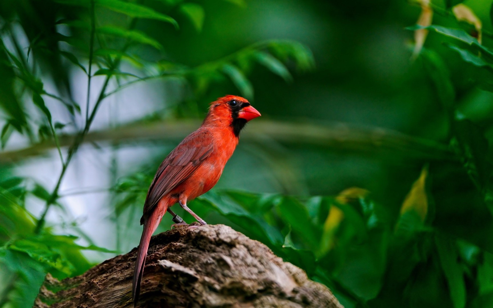 Cardinal Wallpaper Animals Bird HD