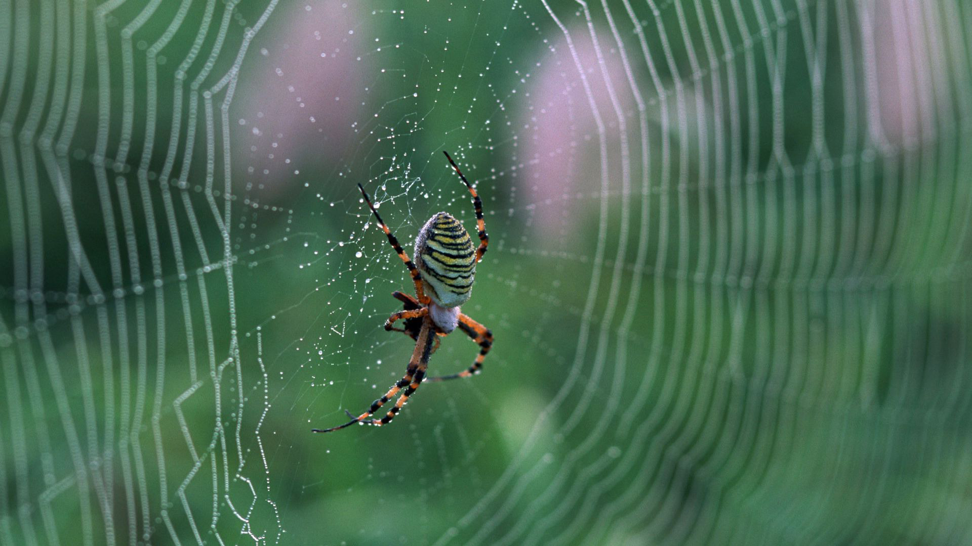 Spider Web Wallpaper Archives HDwallsource