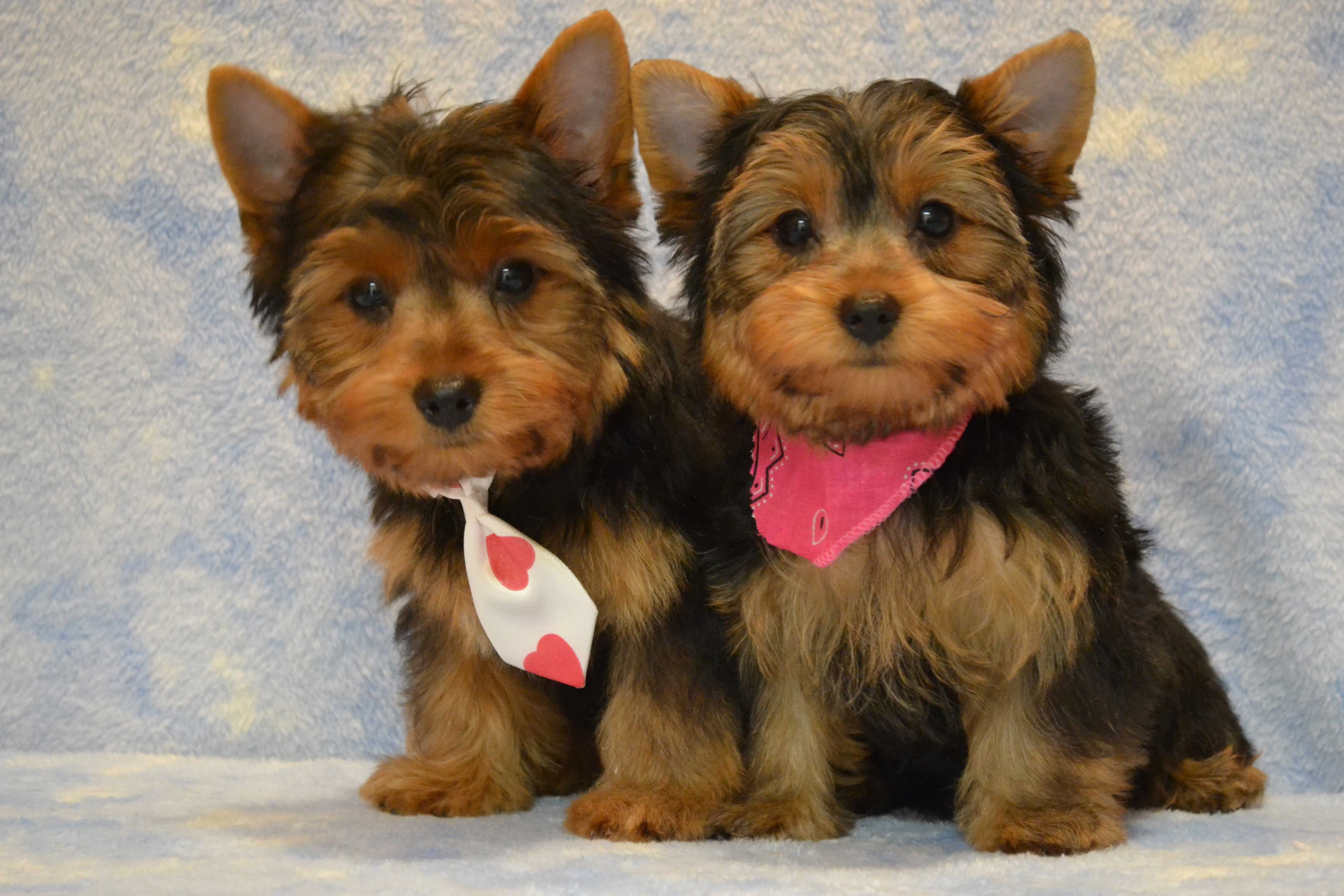 Yorkie Puppies Dogs Wallpaper HD