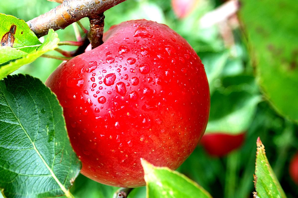 Fresh Red Apple HD Wallpaper