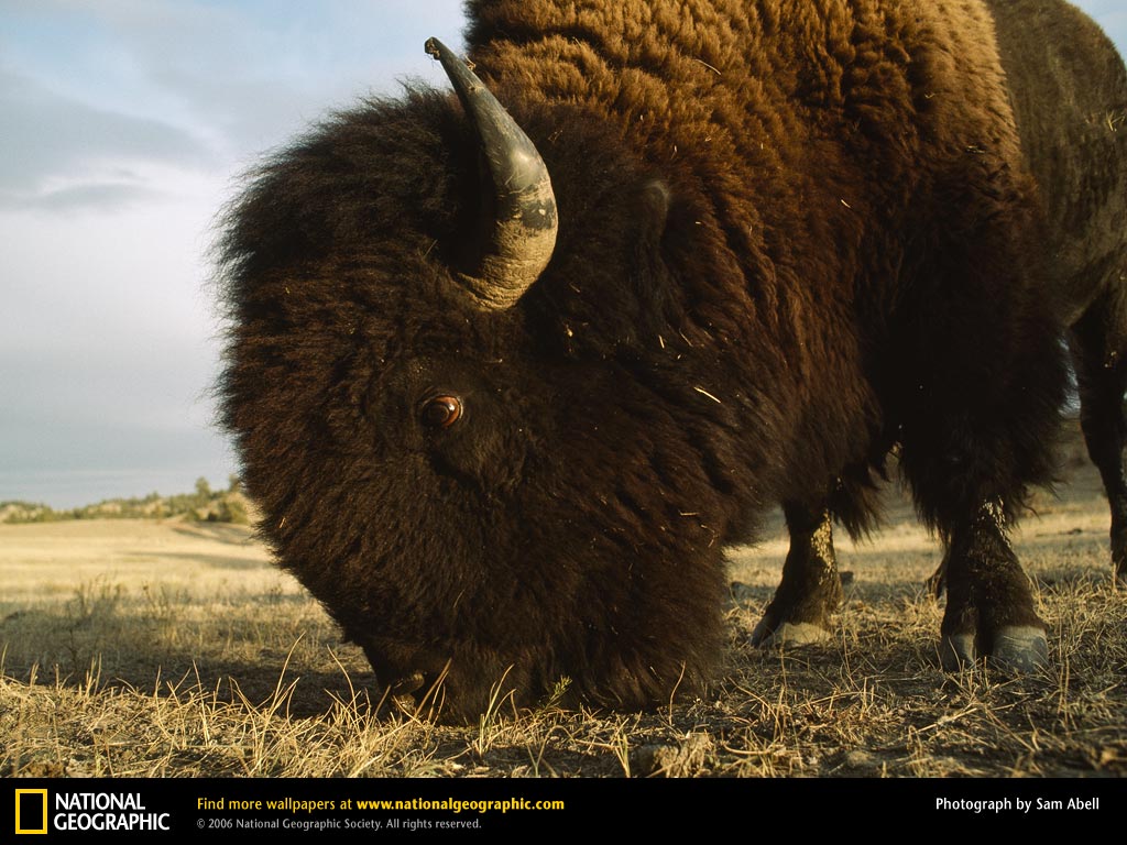Bison Picture Desktop Wallpaper