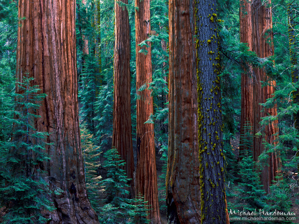 Sequoia National Park Wallpaper On