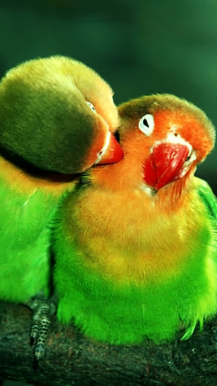 Bird iPhone Wallpaper