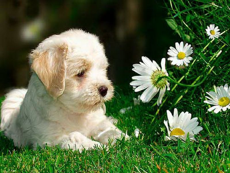 For Tamara Cute Summer Daisies Grass Puppy Yellow And White