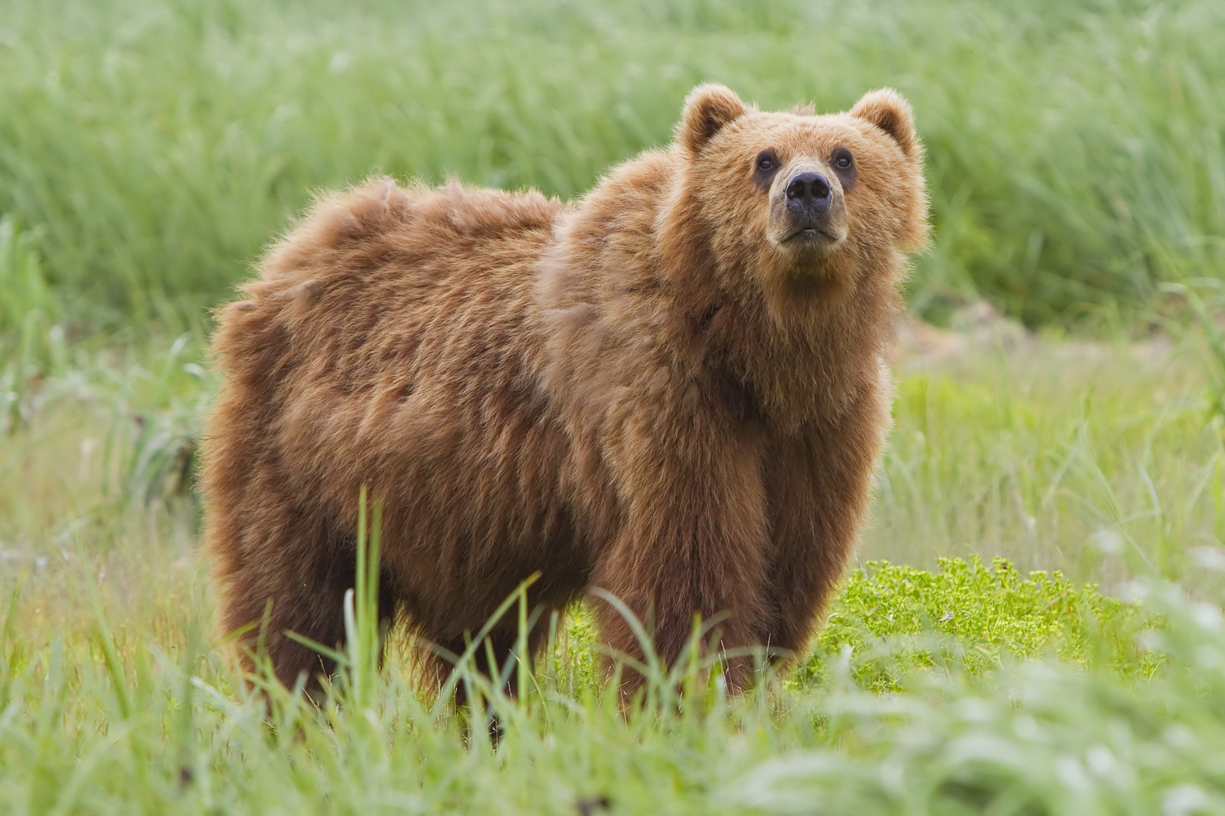 File Kodiak Bear Jpg Wikipedia The Encyclopedia