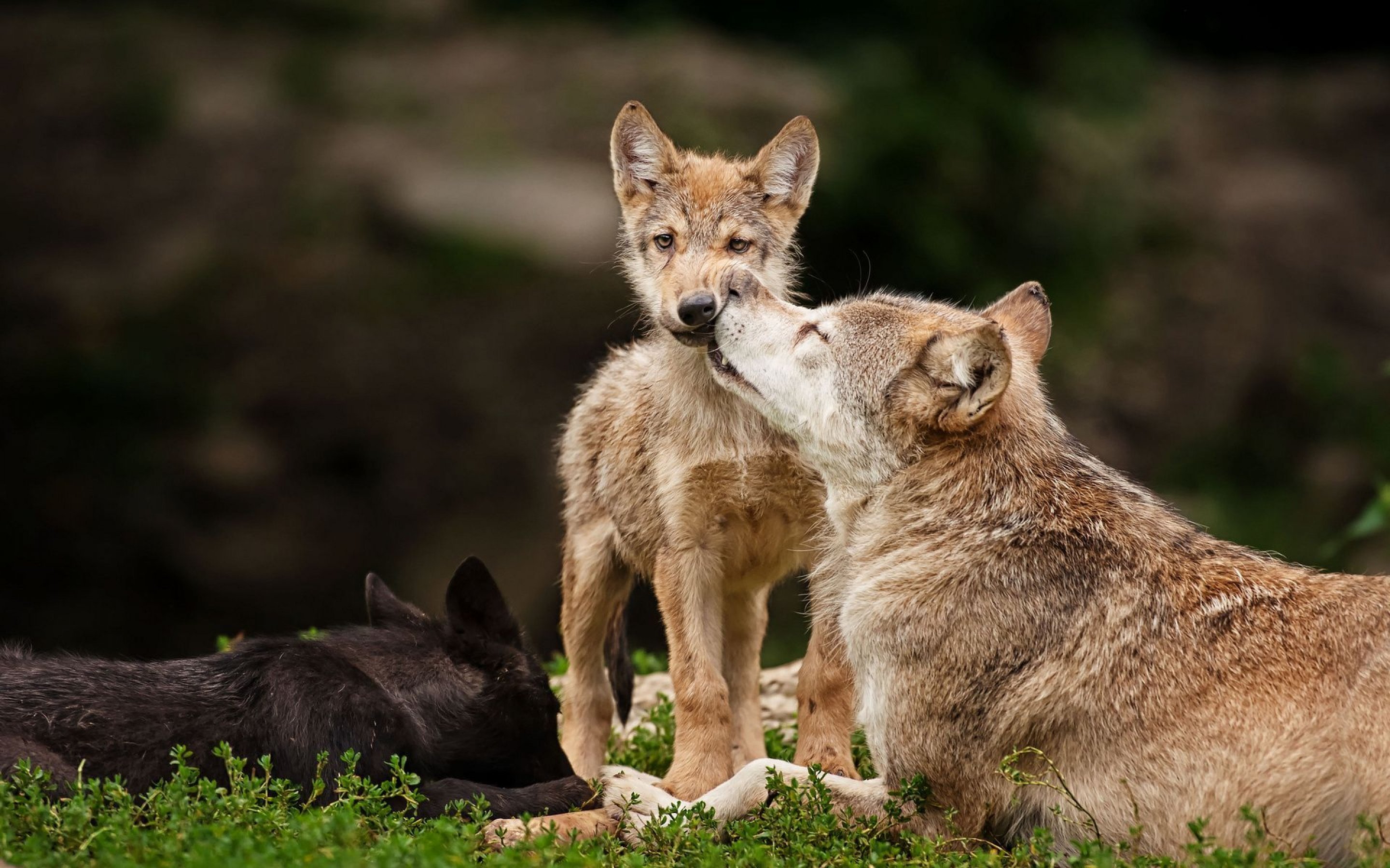 Wolf Wolves Predator Carnivore Puppy Puppies Baby F