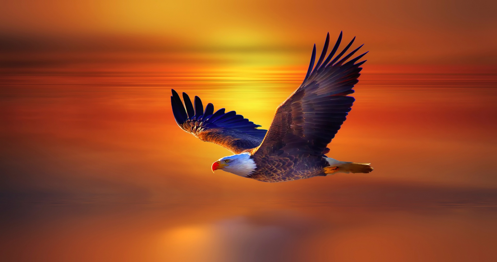 Bald Eagle Wallpaper HD Birds 4k Image Photos And Picture