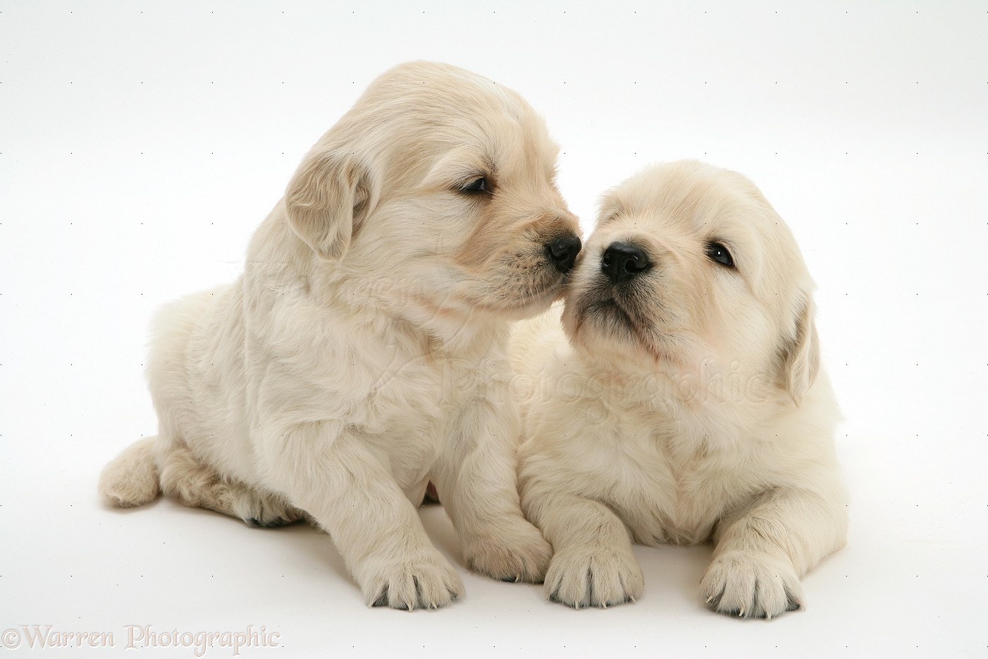 Pin Cute Golden Retriever Puppies
