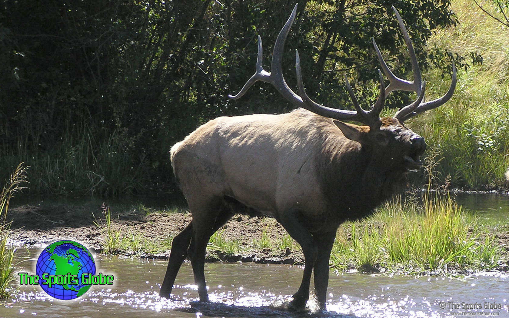 Elk Desktop Wallpaper And Background The Sports Globe