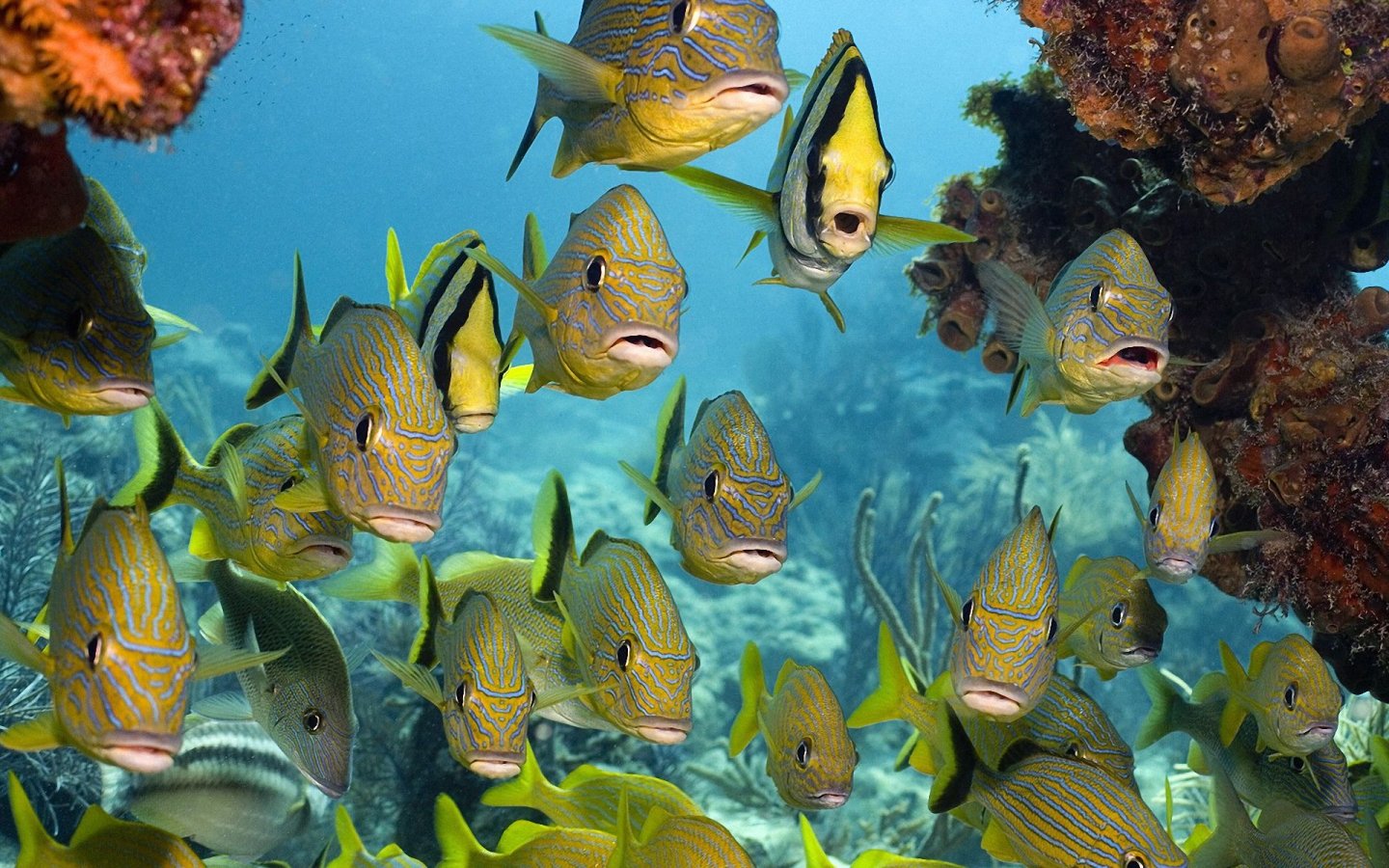 Tropical Fish Wallpaper Sea Life