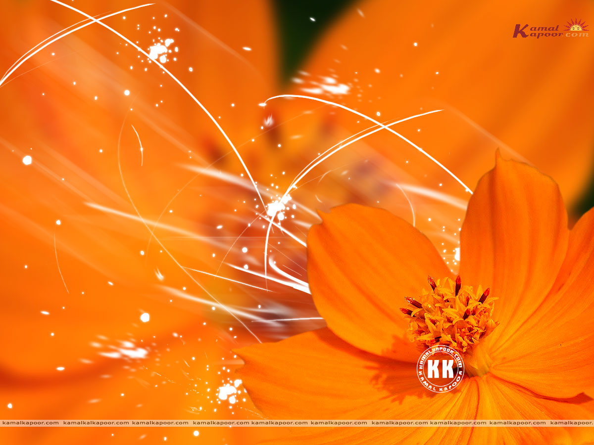  Free Download Orange Color Wallpaper Pictures Full Screen By 