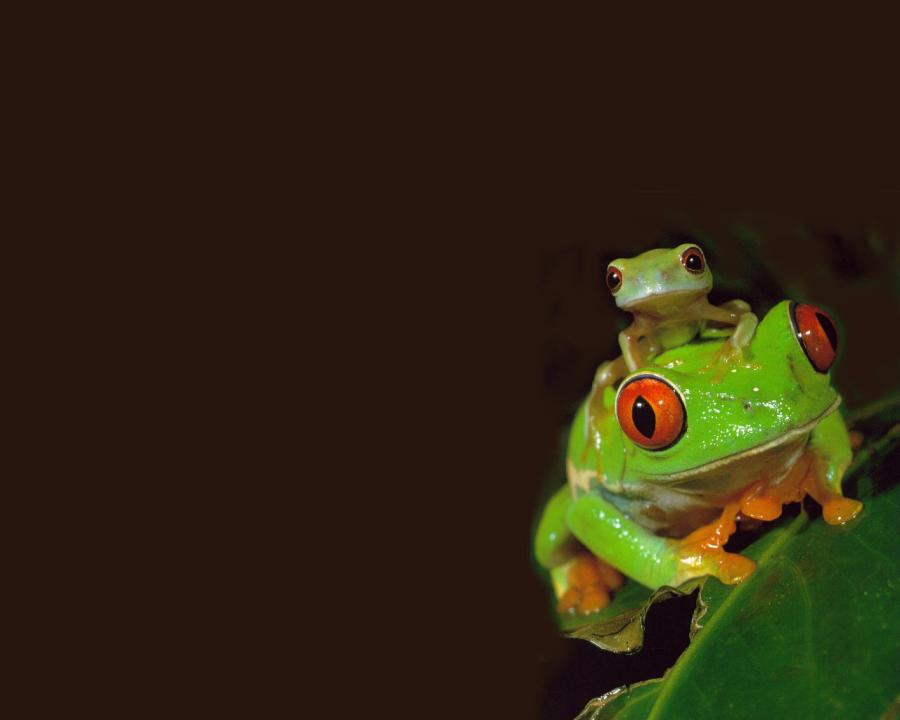 Red Eyed Tree Frog With Its Baby Hanging On Back Pixdaus