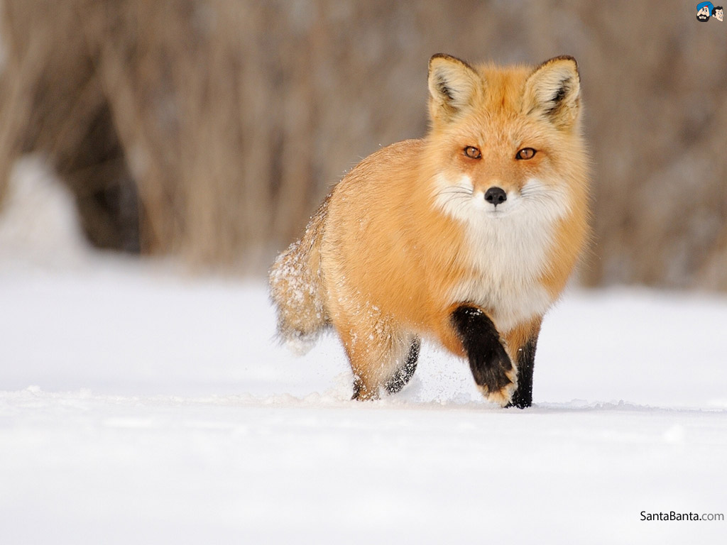 Wallpaper Animals Foxes
