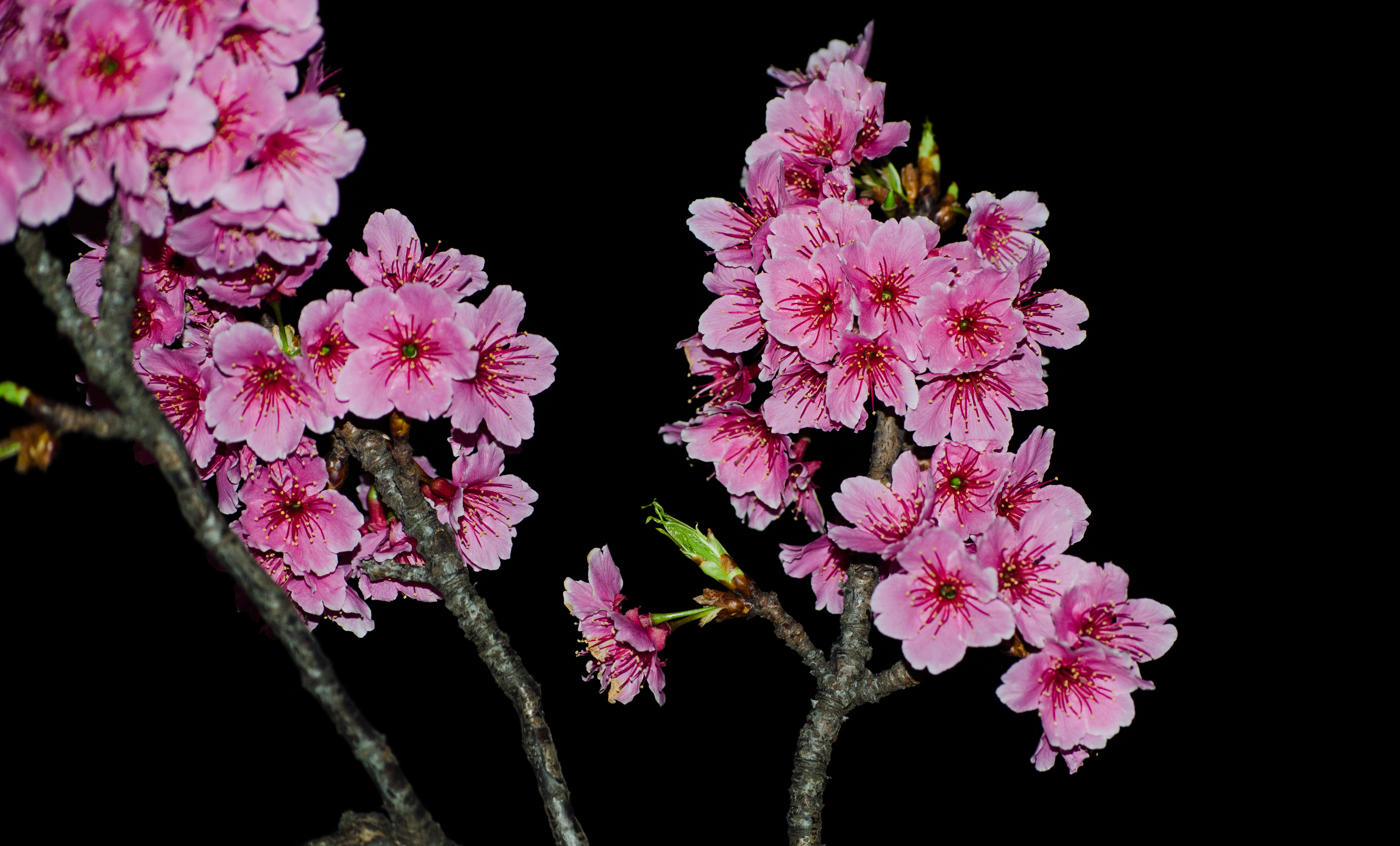 Sakura Flowers Wallpaper HD Topwallpaper