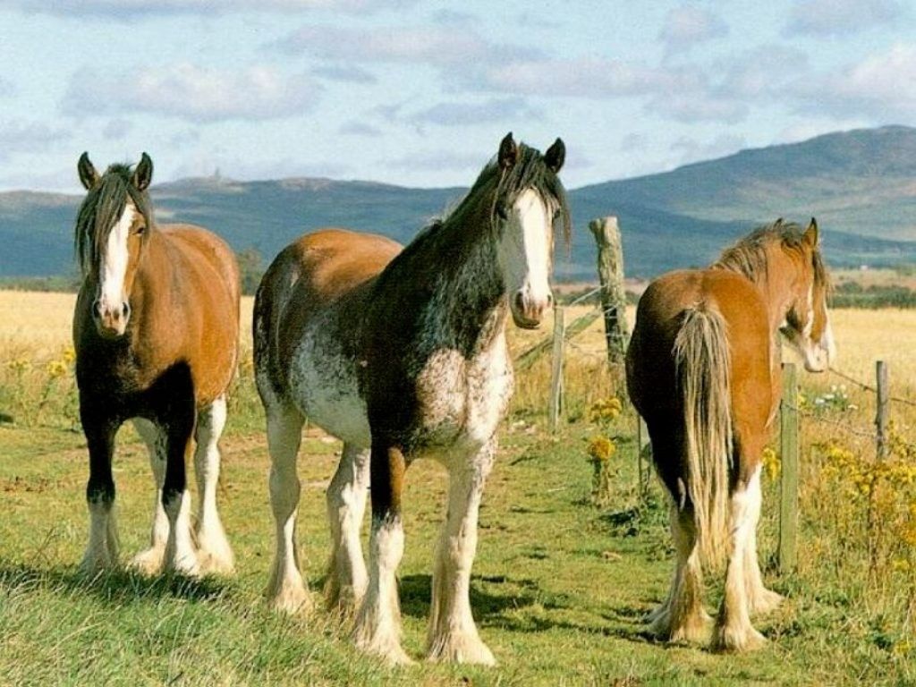 Clydesdale Wallpaper