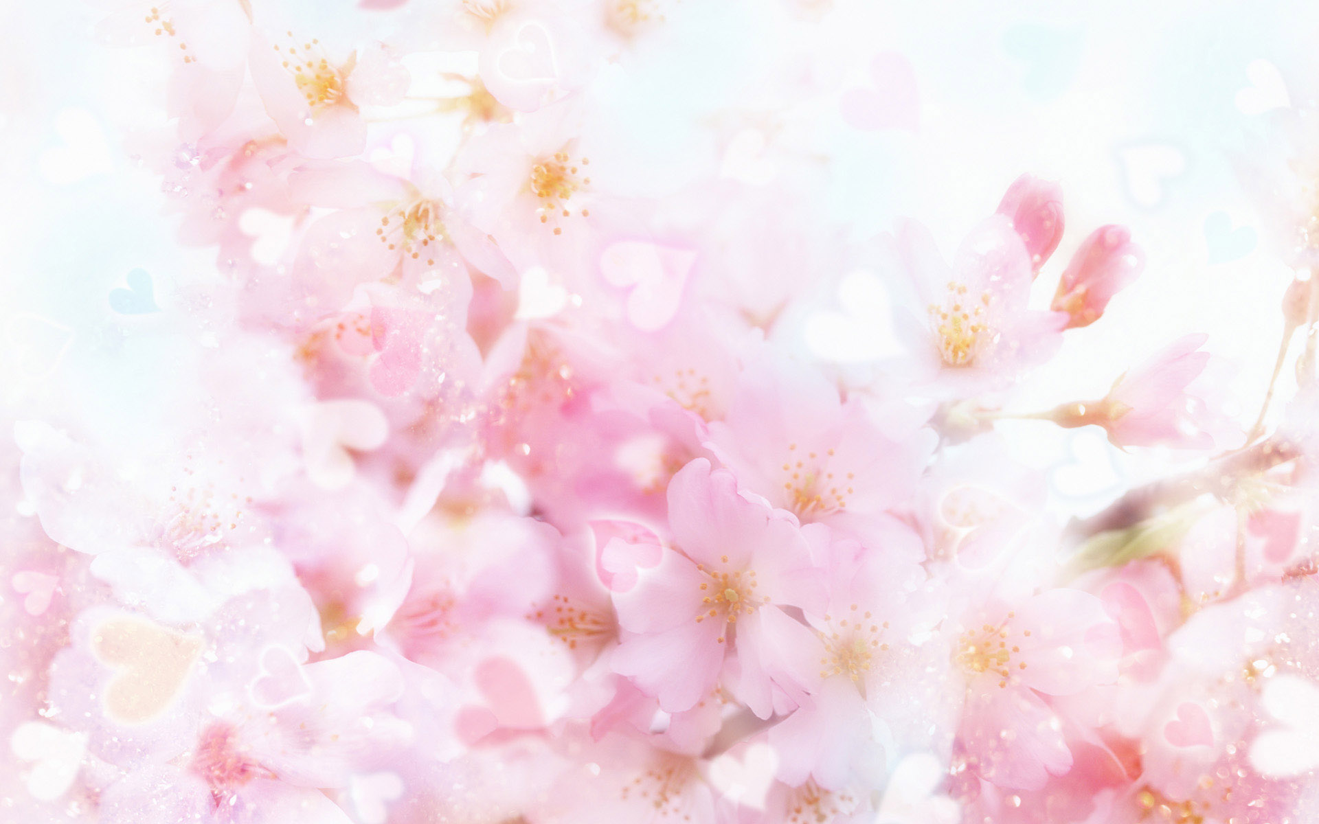 Flower Cherry Blossom Background HD Background