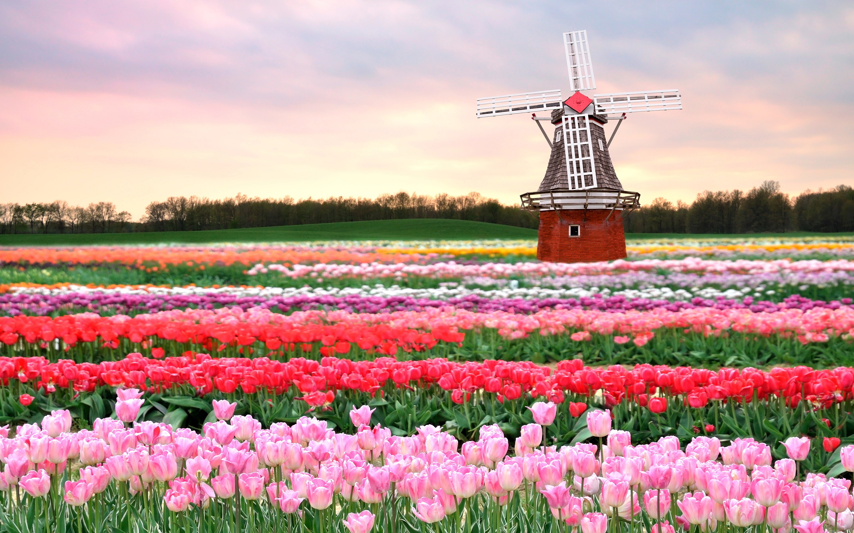 Tulips Field Holland Wallpaper Pictures Photos Image Chainimage