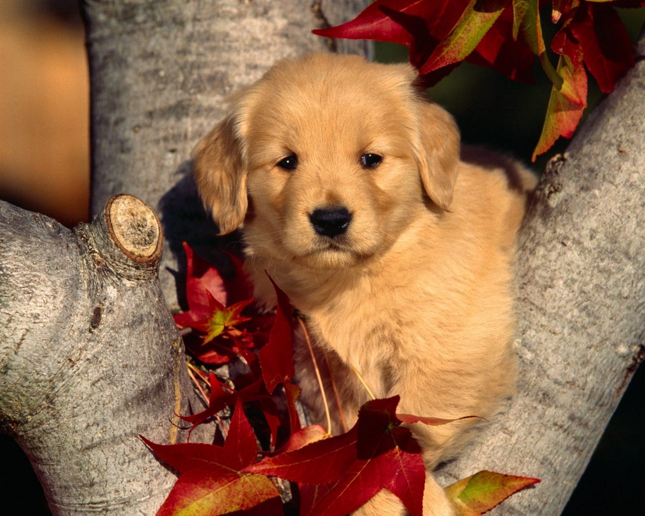 Cute Dog On Tree Wallpaper Dogs Background