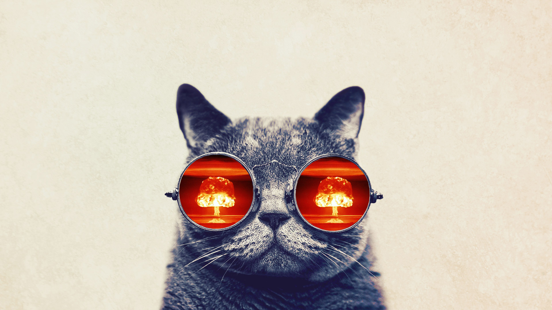 Funny Cat With Big Glasses X Wallpaper HD