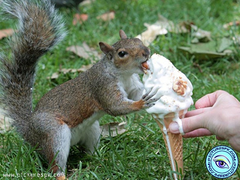 View Funny Squirrel Picture Wallpaper in 800x600 Resolution 800x600