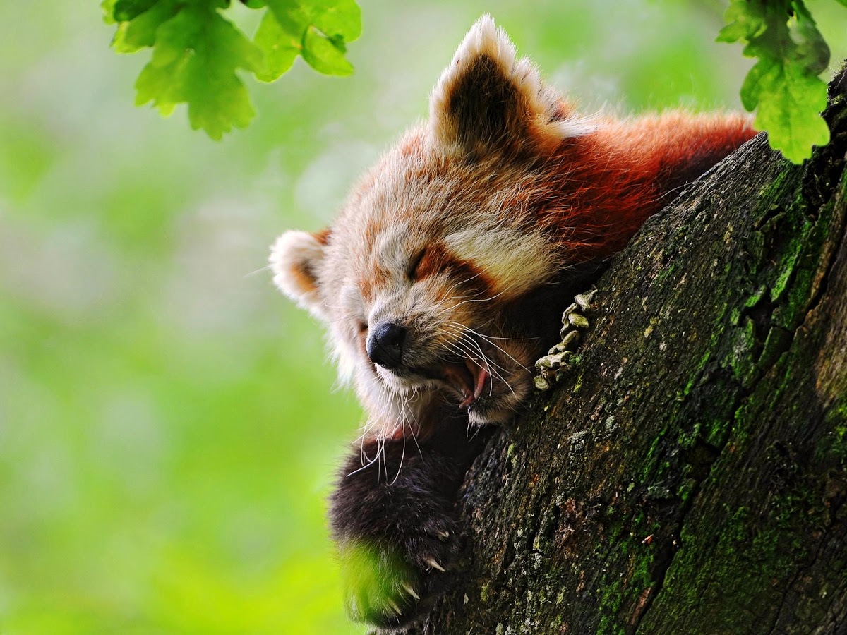 Red Panda HD Wallpaper Android Apps On Google Play