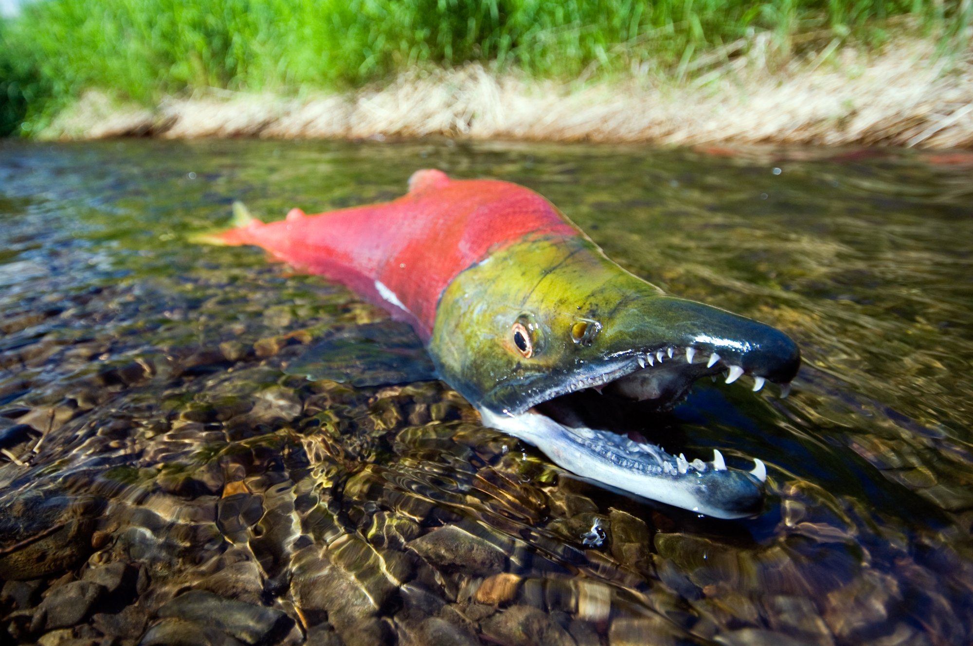 sockeye-salmon-sockeye-salmon-alaska-salmon-fishing-fish