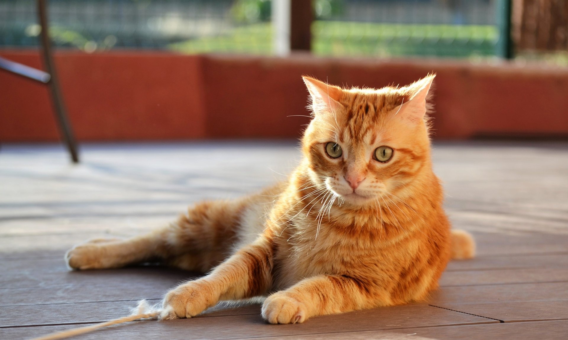 A ginger tabby cat relaxes on a wooden deck, gazing calmly at the camera