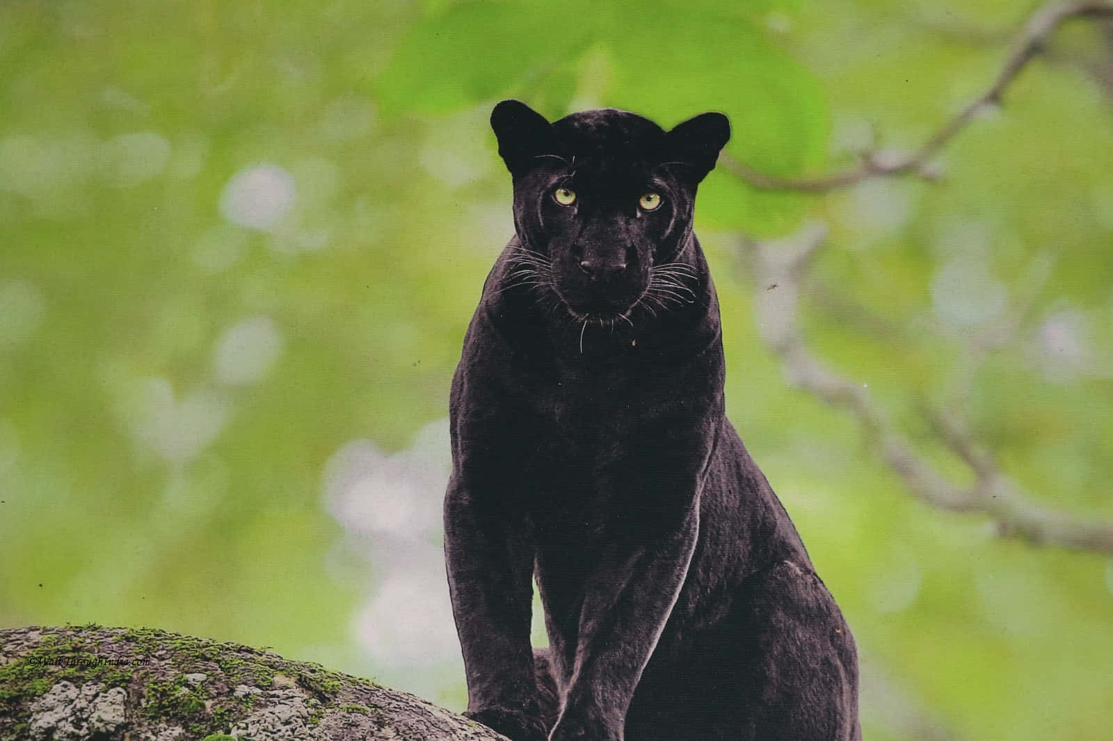 A Beautiful Black Leopard In Its Natural Habitat Wallpaper