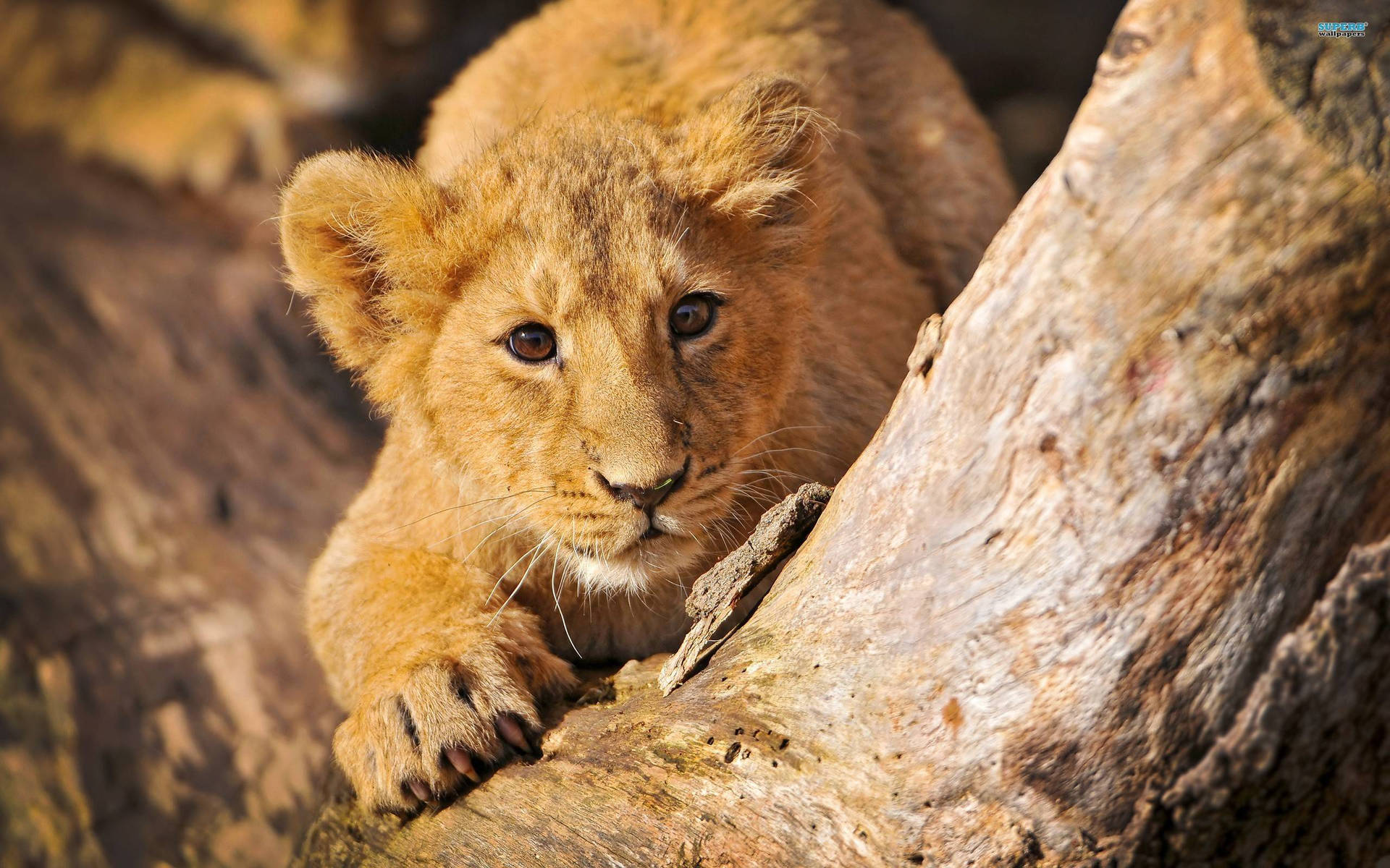 Lion Cub Wallpaper