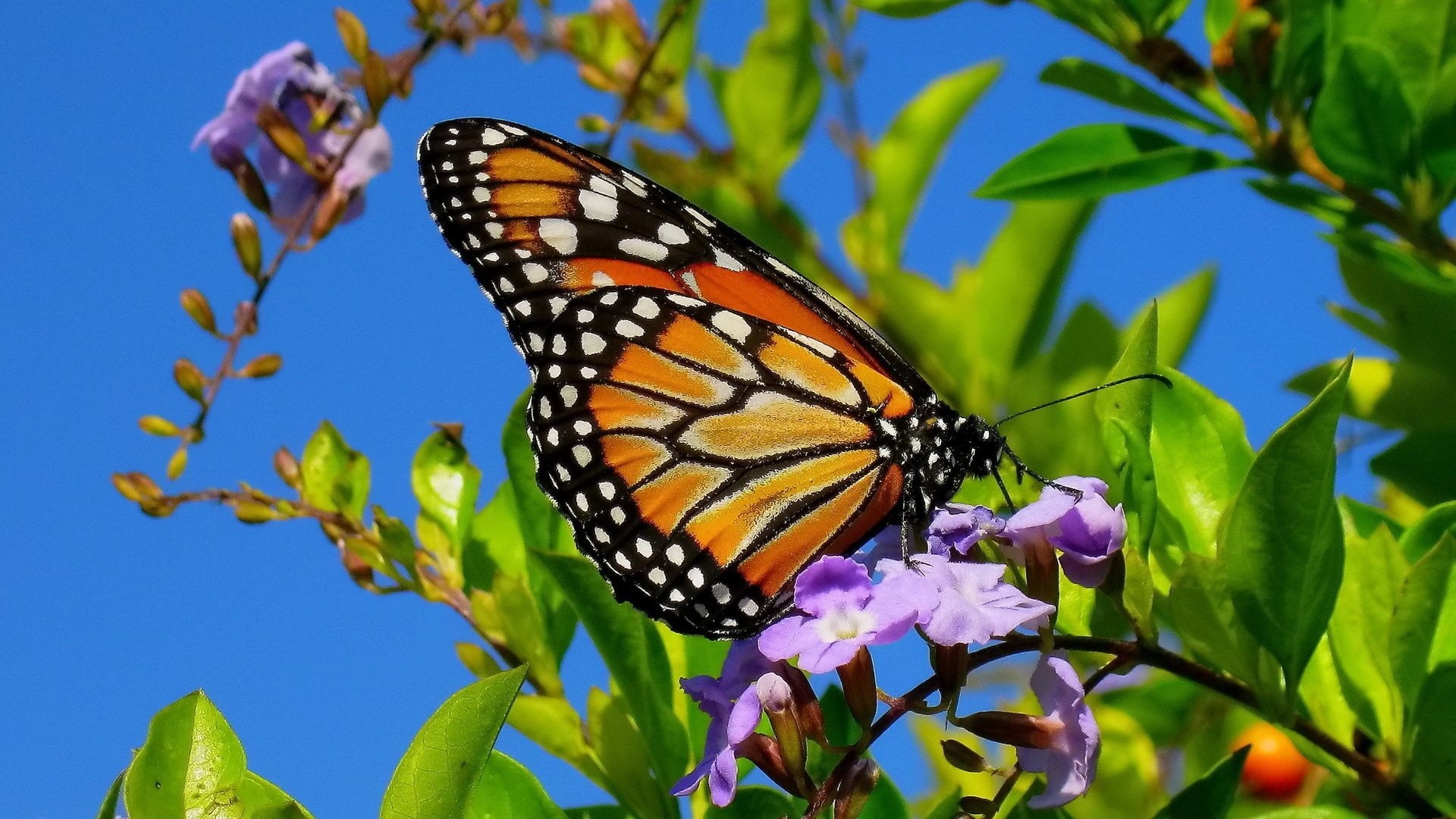 butterfly in spring butterfly in garden butterfly in lovely evening