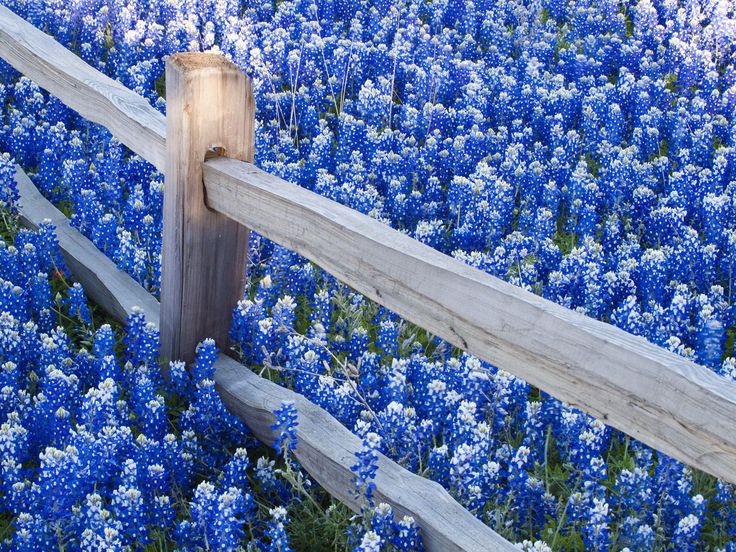 Texas Bluebons Along Fence Line Photography Image Wallpaper