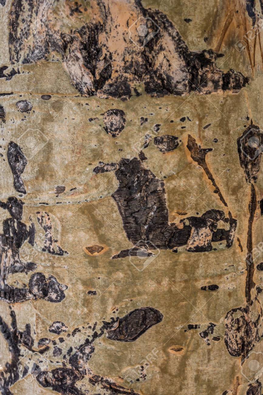 A Background Image Of Bark On An Aspen Tree Stock Photo Picture