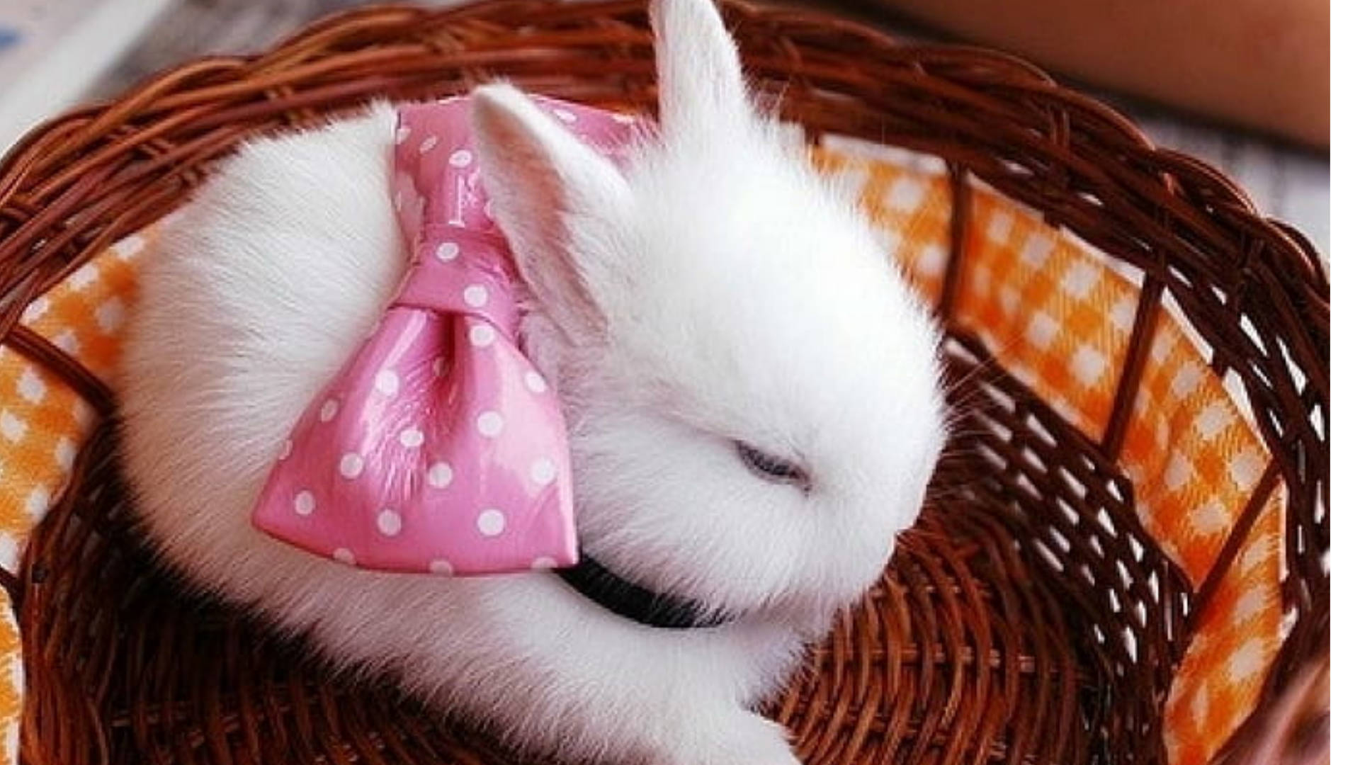 Top White Rabbit Wallpaper Full HD 4k To Use