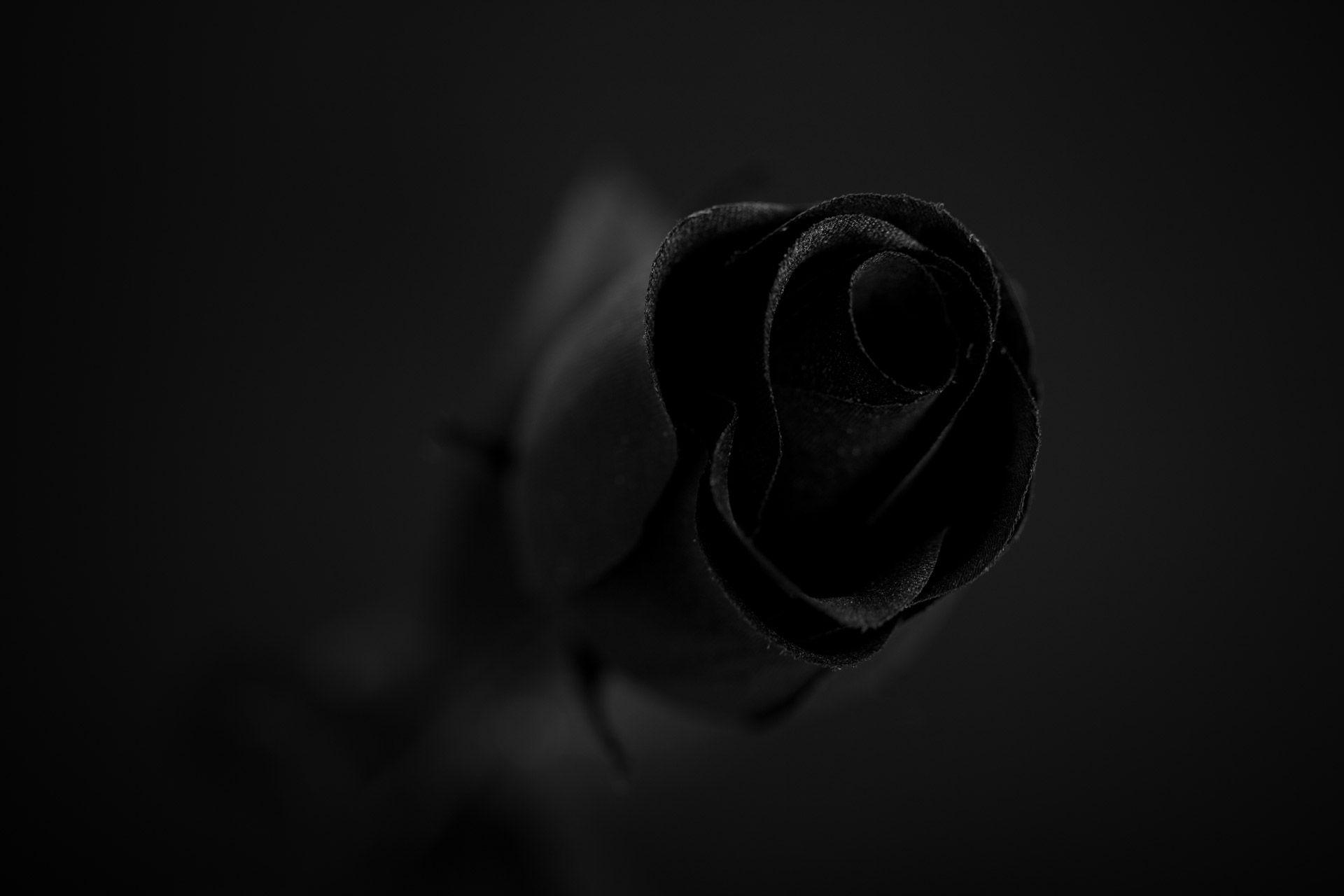 Black rose HD phone wallpaper  Peakpx