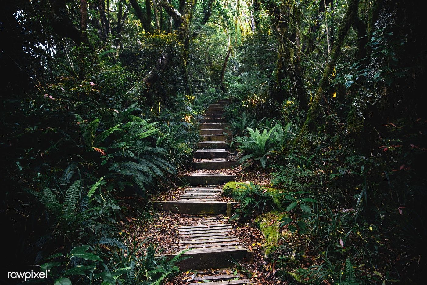 Premium Image Of Pathway In A Tropical Jungle