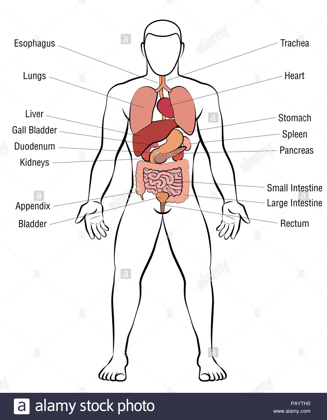 Free download Internal organs male body schematic human anatomy ...