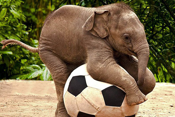 Found For Im Bored Cuteness Baby Elephant Pictures