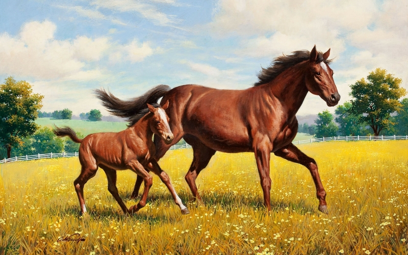 Desktop Background Colorful Horses