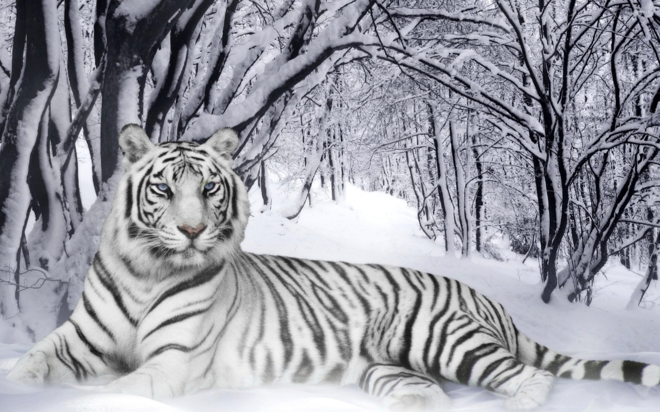 Pin White Tiger Tigers Wallpaper Siberian On