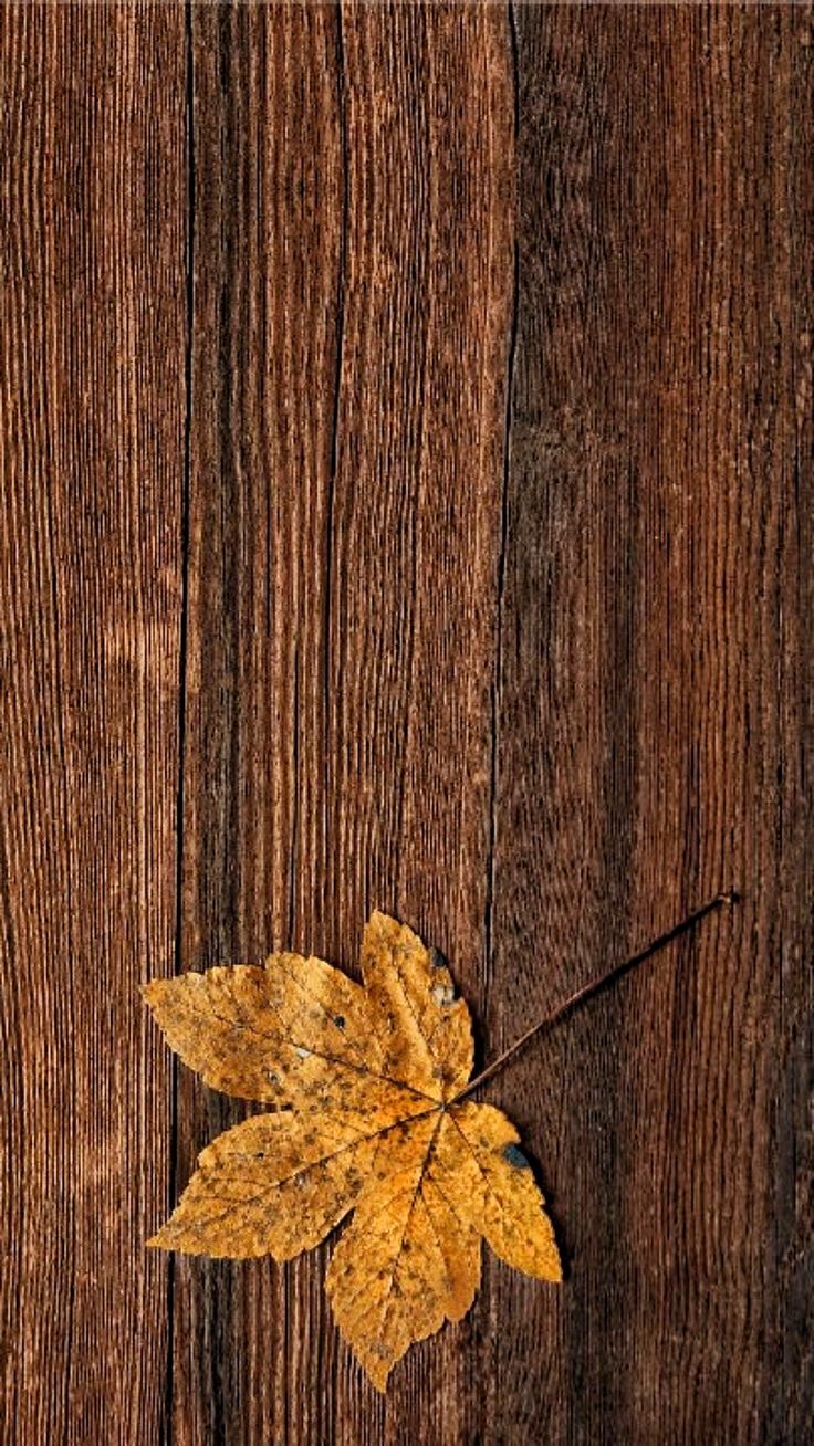 Akiyama Autumn leaves wallpaper Iphone wallpaper fall Fall 736x1308