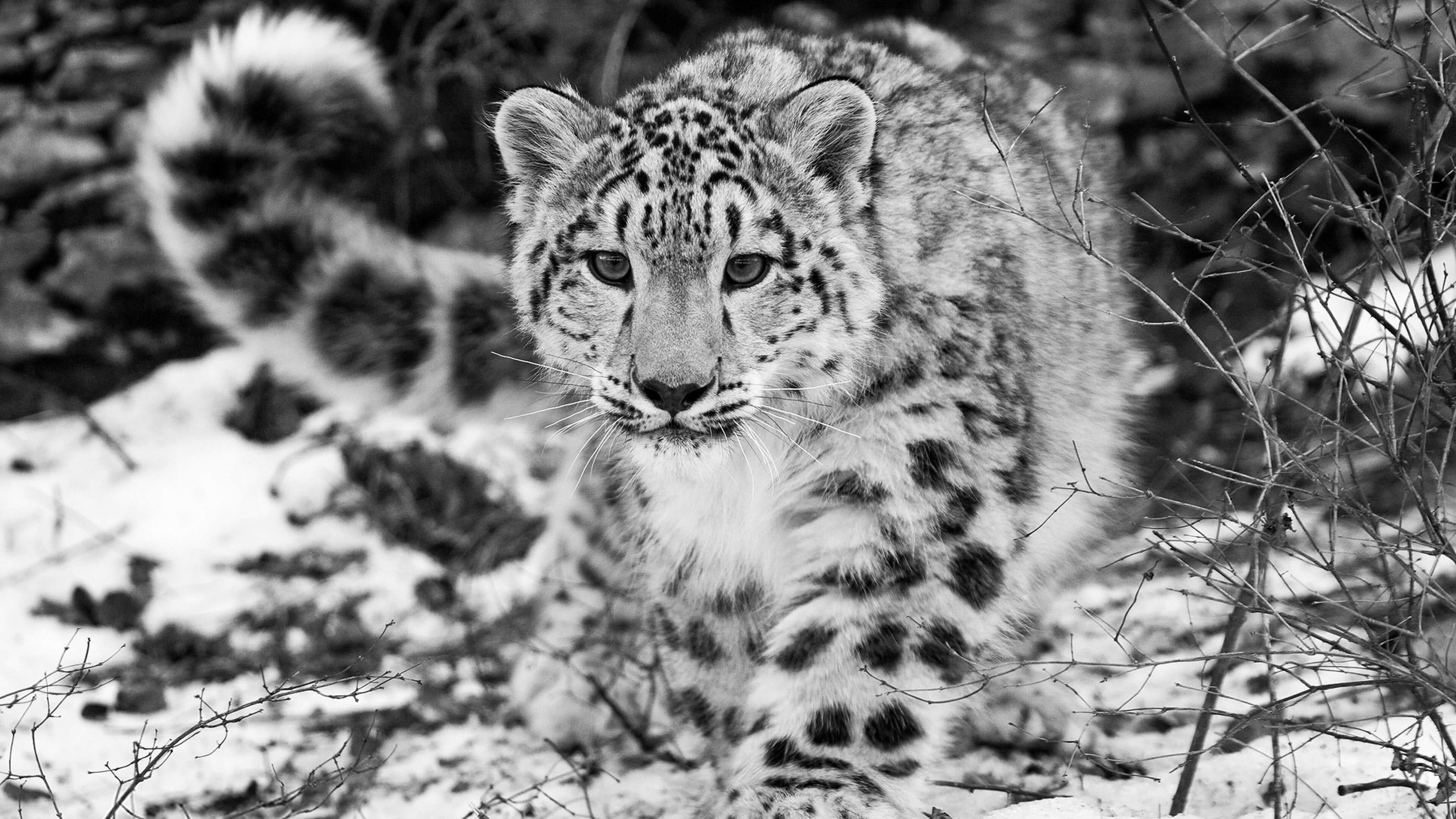 A stunning black and white photograph of a snow leopard walking through a snowy, brush-filled landscape