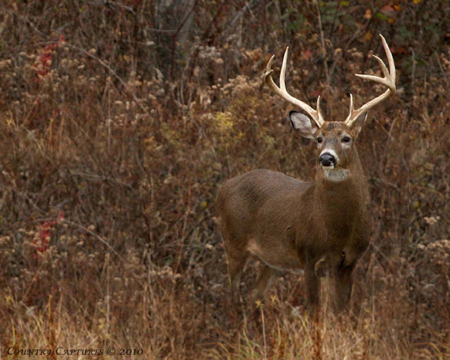 Whitetail Buck Wallpaper With Deer Mon In Pictures