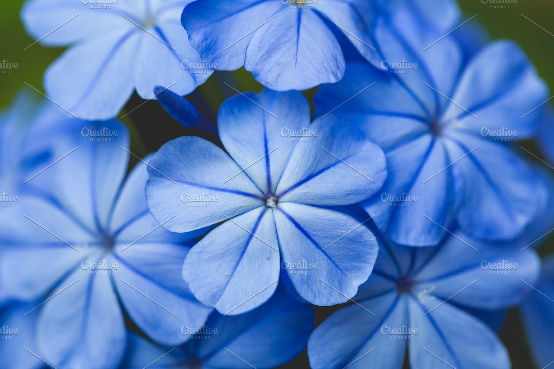 Beautiful Blue Flower Background Nature Photos Creative Market